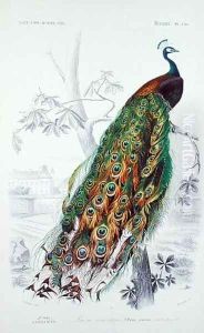 The Peacock, illustration from Le Dictionnaire dHistoire Naturelle by Charles dOrbigny, engraved by A. Fournier by Edouard Travies