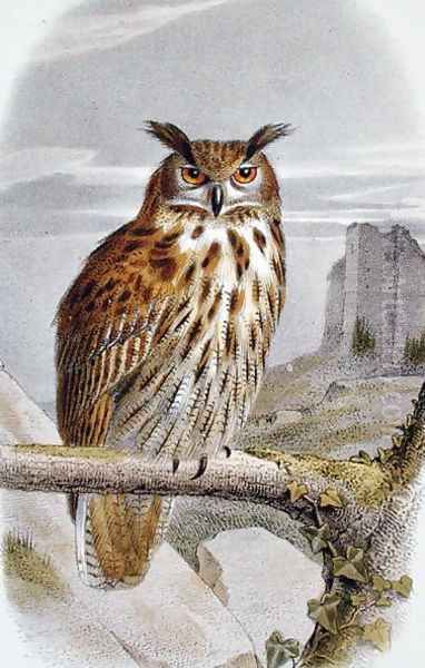 Eurasian Eagle Owl Bubo Bubo - view 1