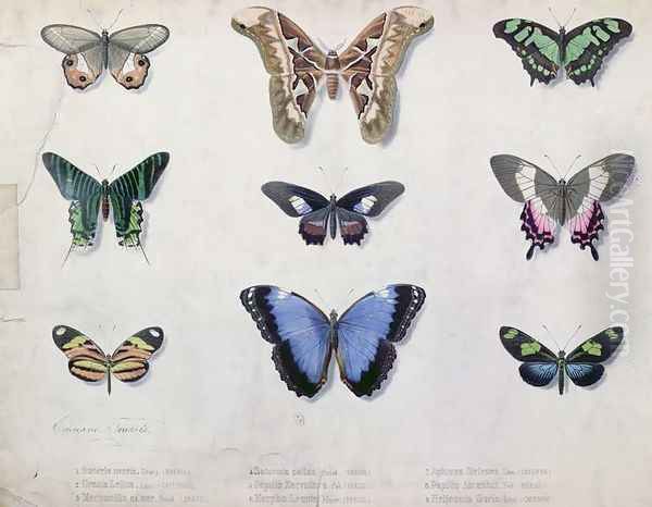 Butterflies from Brazil and Guyana, mid 19th century - view 1