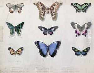 Butterflies from Brazil and Guyana, mid 19th century