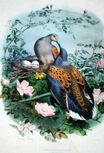 A Pair of Turtle Doves by Edouard Travies