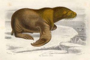 The Sea Lion, engraved by Paquien by Edouard Travies