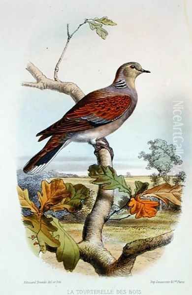 The Turtle Dove - view 1