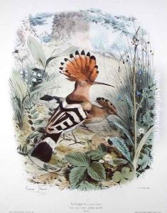 Hoopoe by Edouard Travies