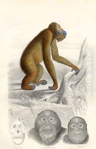 The Orangutan, engraved by Paquien by Edouard Travies