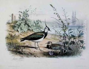 Female and Male Lapwing