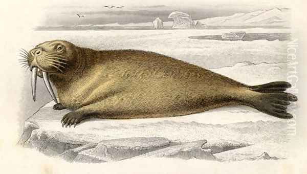 The Walrus, engraved by Paquien - view 1