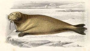 The Walrus, engraved by Paquien by Edouard Travies
