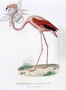 Phenicopterus americanus Flamenco sic engraved by Fournier, pub. by Bougeard