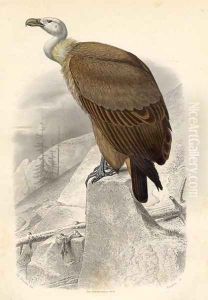 The Fawn Vulture, engraved by Paquien