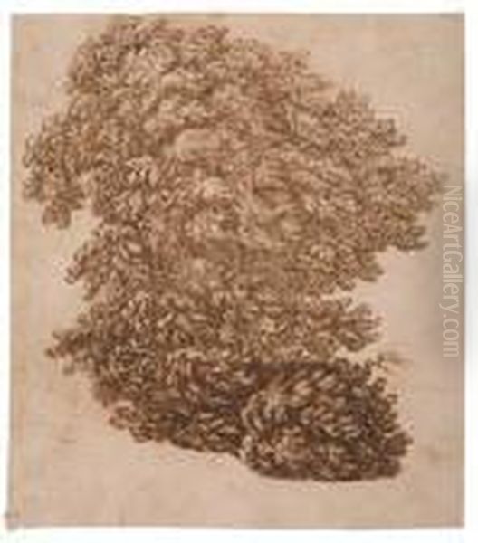 Study Of A Tree - view 1