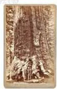 Section Of The Grizzly Giant, Mariposa Grove.