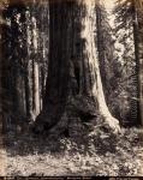 The "governor Commissioner" Mariposa Grove - view 1
