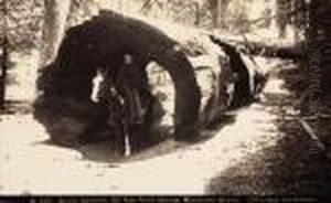 Burnt Section, 80 Feet From Stump, Mariposa Grove by Carleton Emmons Watkins