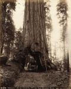 Wawona-28 Feet Diameter, 275 Feet High-mariposa Grove