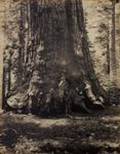 Section Of The 'grizzly Giant,' 33 Feet Diameter, Mariposa Grove,california - view 1