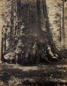 Section Of The 'grizzly Giant,' 33 Feet Diameter, Mariposa Grove,california by Carleton Emmons Watkins