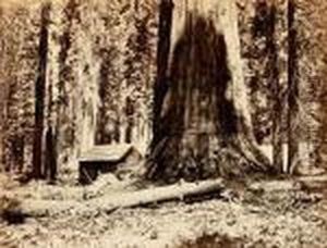 In The Maripose Grove
