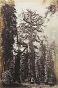 Grizzly Giant, Mariposa Grove, 33 Ft Diam by Carleton Emmons Watkins