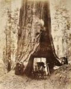 "wawona" - 28 Feet Diameter, 275 Feet High - Mariposa Grove by Carleton Emmons Watkins