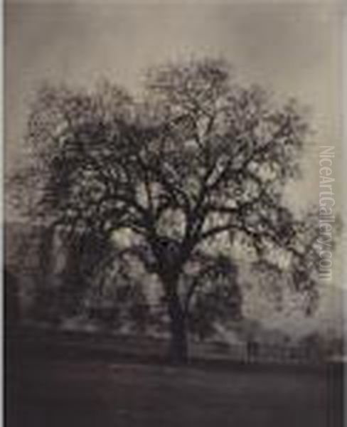 California Oak, Santa Clara Valley - view 1