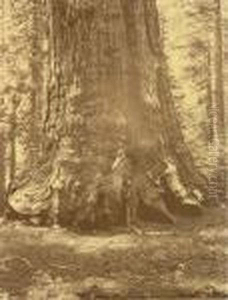 Grizzly Giant - view 1