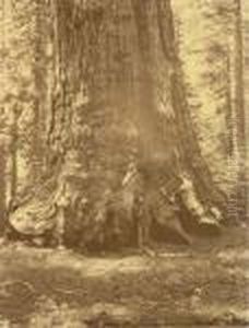 Grizzly Giant