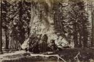 Untitled by Carleton Emmons Watkins