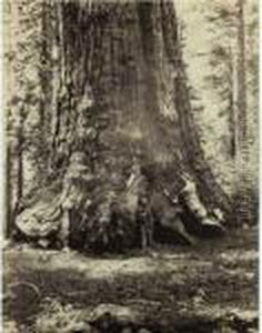 Section Of The Grizzly Giant, 33 Ft., Mariposa Grove, No. 113