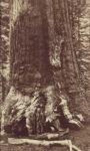 Section Grizzly Giant