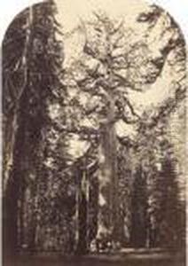 ``grizzly Giant, Mariposa Grove, 33 Ft Diam' by Carleton Emmons Watkins
