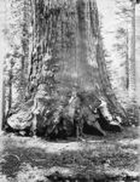 Section Of The "grizzly" Giant - view 1