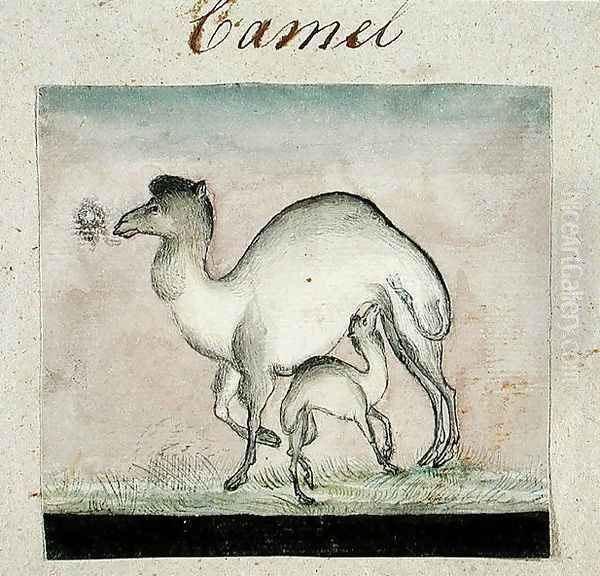 Mother Camel and her Calf - view 1