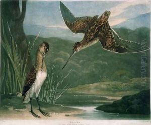 Snipes, plate 3 of British Feather Game, engraved by the artist, pub. by R. Ackermann, c.1810 by Charles Turner