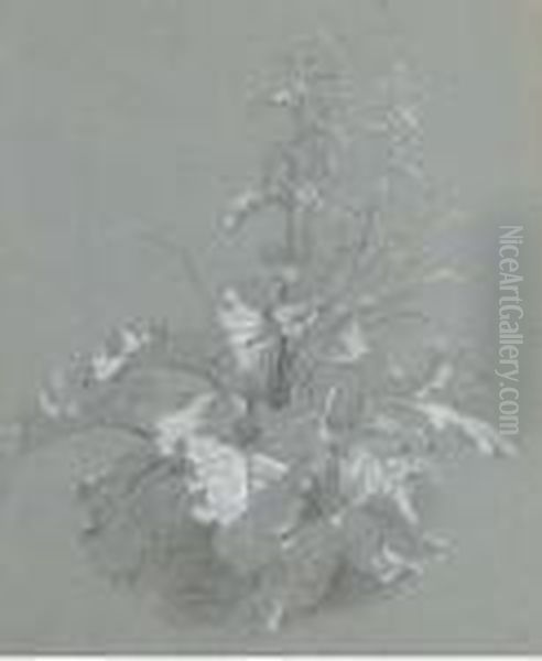 Study Of Wild Flowers - view 1