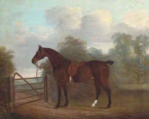 A saddled bay hunter tethered to a gate, in a wooded landscape
