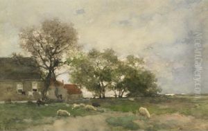 Dutch Farm Scene With Sheep Grazing