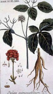 Panax quinquefolium American Ginseng engraved by T. S. Leitner, plate 155, illustration from the Plate Collection of the Botany Library by B Thanner