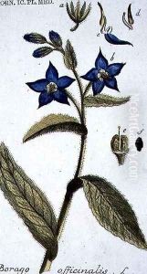 Borago officinalis Borage engraved by T. S. Leitner, plate 147, illustration from the Plate Collection of the Botany Library by B Thanner