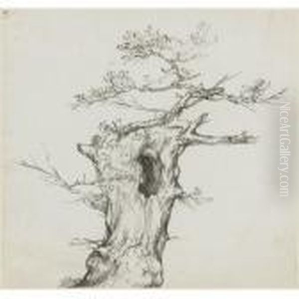 A Stunted Tree - view 1