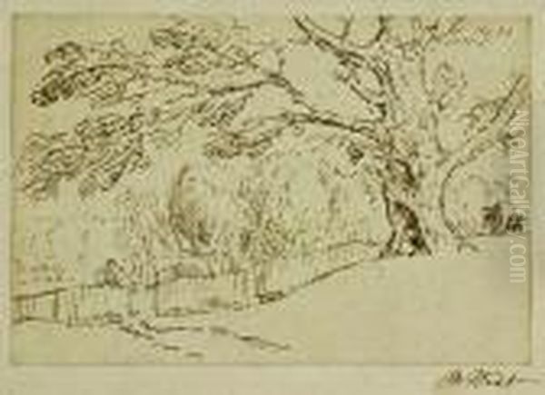 Study Of A Tree - view 1