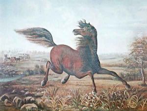 The Neigh of an Iron Horse by A Tapy