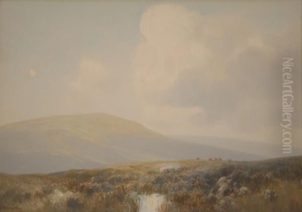Livestock Grazing In Amoorland Landscape - view 1