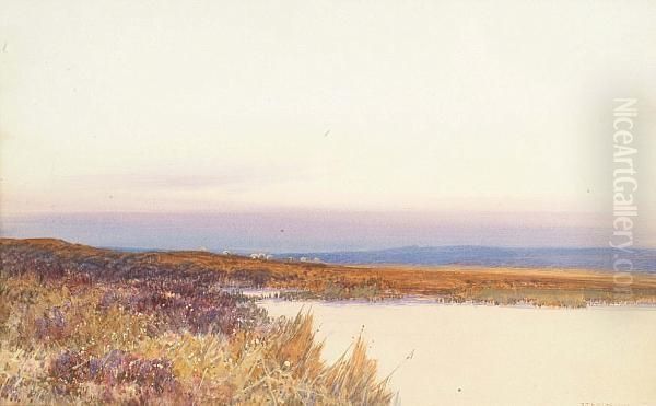 Extensive Moorland Scene With Sheep Grazing - view 1