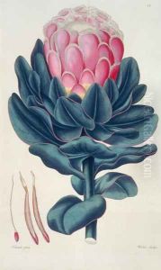 Protea speciosa, Perigonia pistillum pl.12 from Thesaurus Botanicus, 1819 by Leopold Trattinick