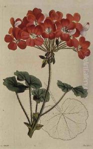 Pelargonium from Neu Arten von Pelargonium, c.1825-34 Pelargonium from Neu Arten von Pelargonium, c.1825-34