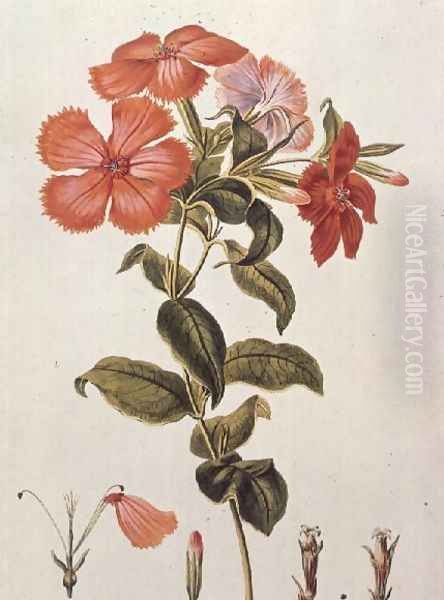 Lychnis coronaria, from Thesaurus Botanicus, 1819 - view 1