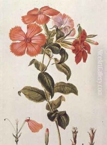 Lychnis coronaria, from Thesaurus Botanicus, 1819
