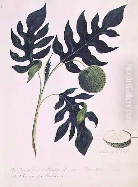 The Bread Fruit of Otahytey, 1792 - view 1