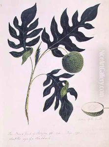 The Bread Fruit of Otahytey, 1792 The Bread Fruit of Otahytey, 1792